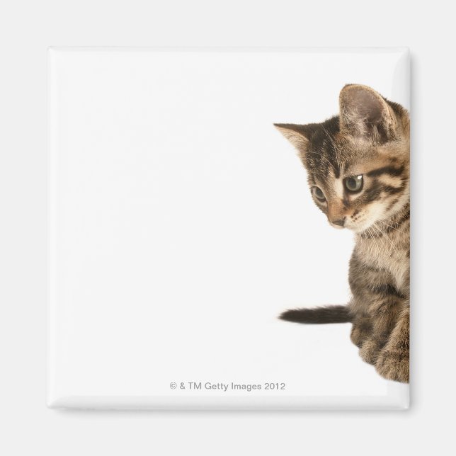Kitten 2 magnet (Front)