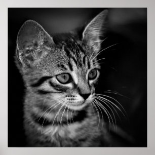 kitten-405331 BLACK WHITE kitten black white cat c Poster