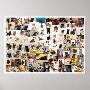 Kitten Academy 1 Year Poster