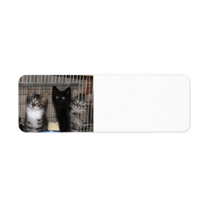 Kitten Adopt and Love Return Address Labels