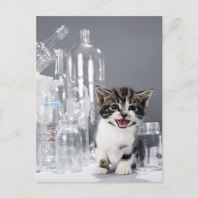 Kitten amongst recycled bottles and jars postcard (Front)
