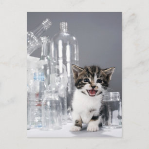 Kitten amongst recycled bottles and jars postcard