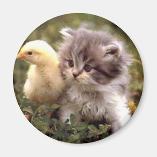 Kitten and Baby Chick Magnet