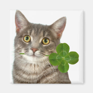 Kitten and four leaf clover magnet