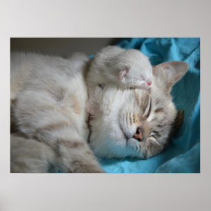 Kitten and mum poster