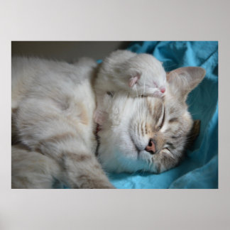 Kitten and mum poster