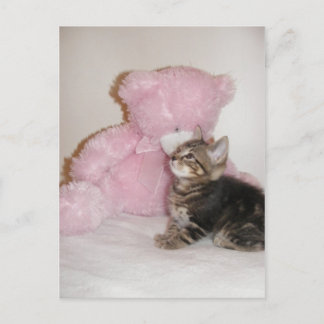 kitten and teddy bear postcards