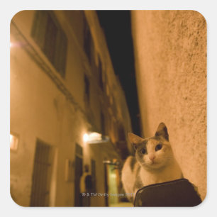 Kitten at dusk, Morocco Square Sticker