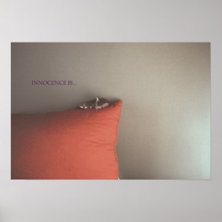 Kitten At Peace Poster