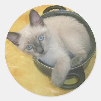 Kitten Cacciatore Classic Round Sticker