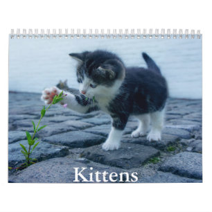 Kitten Calendar
