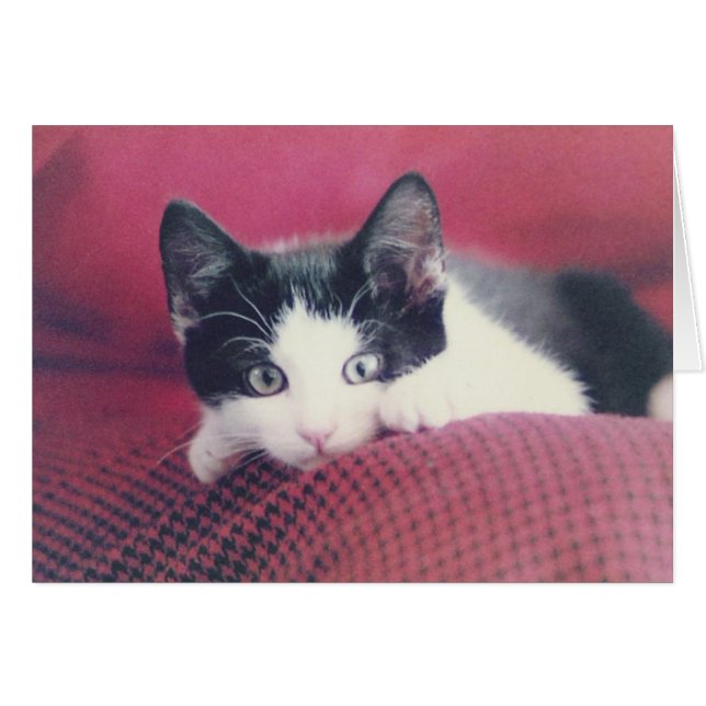 Kitten Card (Front Horizontal)