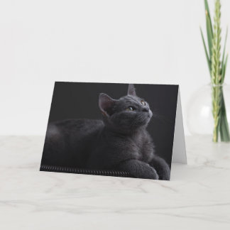 Kitten Card