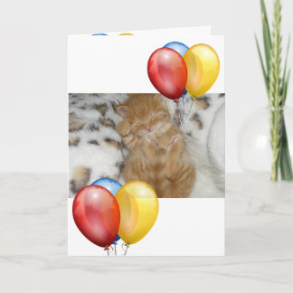 Kitten  card