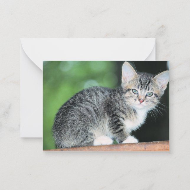 Kitten Card (Front)
