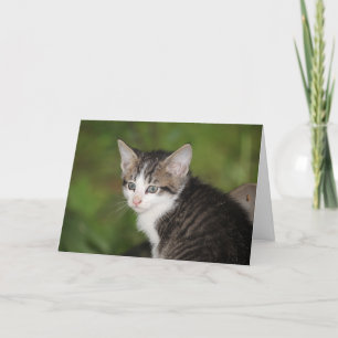 Kitten Card