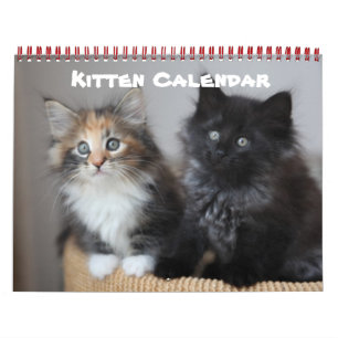 Kitten Cat Cats Baby Cub Home Destiny Destiny'S Calendar