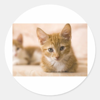 kitten cat classic round sticker