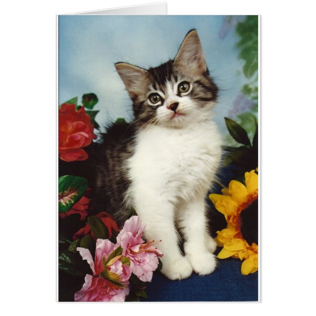 Kitten Cat in Flowers (Front)