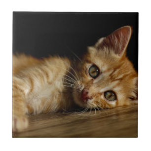 Kitten Ceramic Tile