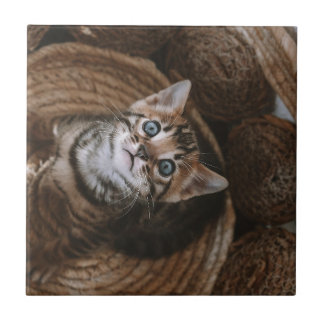 Kitten Ceramic Tile