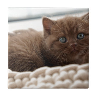 Kitten Ceramic Tile