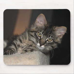 Kitten Chillin' Mouse Pad