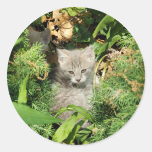 Kitten Classic Round Sticker