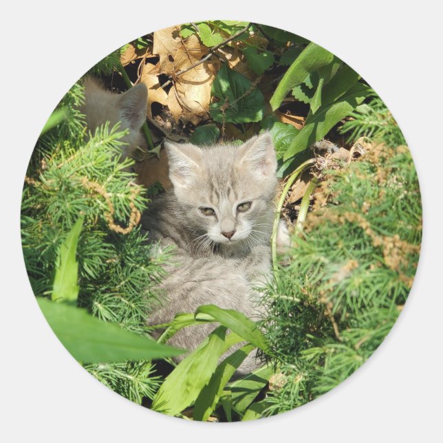 Kitten Classic Round Sticker (Front)