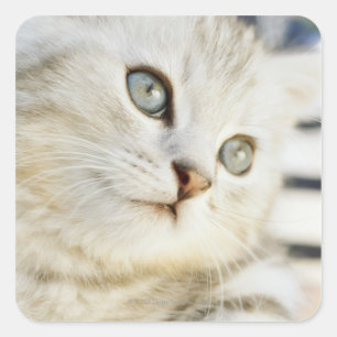 Kitten, close-up 2 square sticker
