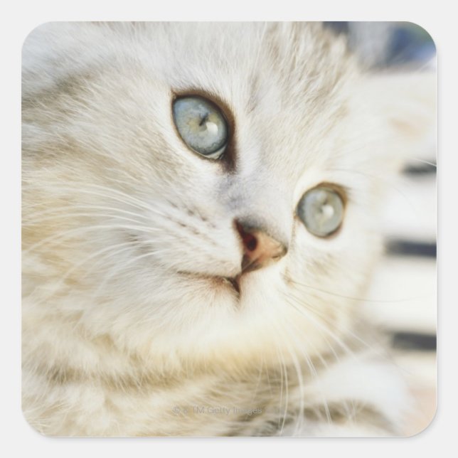 Kitten, close-up 2 square sticker (Front)