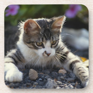 Kitten, close-up coaster