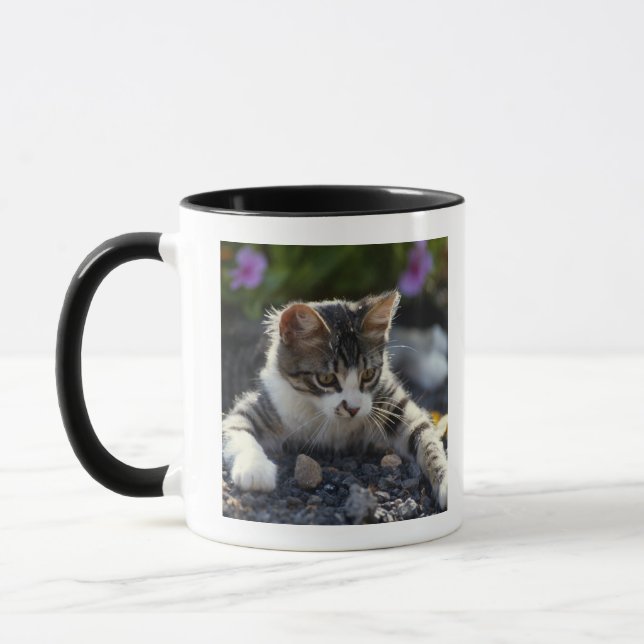 Kitten, close-up mug (Left)