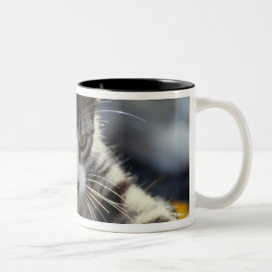 Kitten, close-up Two-Tone coffee mug