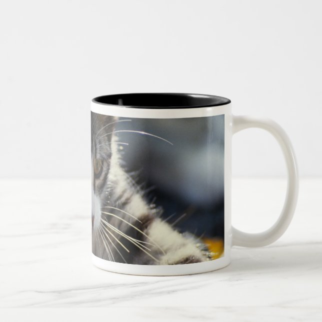 Kitten, close-up Two-Tone coffee mug (Right)