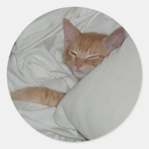 Kitten Dax Dreams Sticker