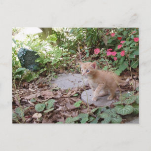 Kitten Dax Explores Postcard