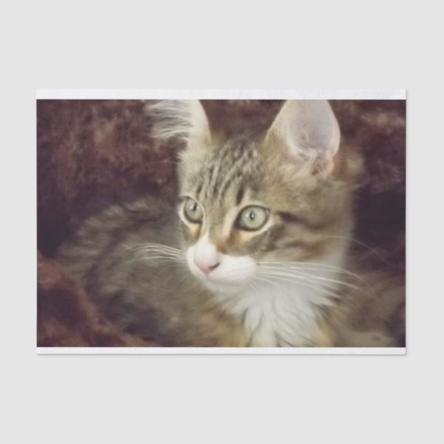 Kitten Decoupage Paper Craft Furniture Cat (Front)