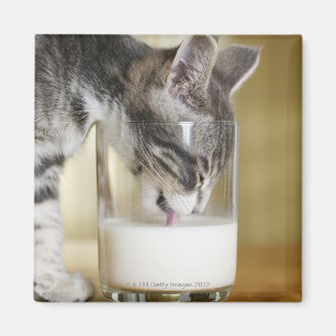 Kitten drinking milk from glass magnet