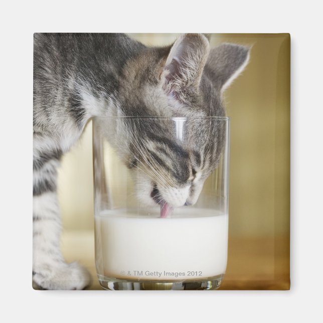 Kitten drinking milk from glass magnet (Front)
