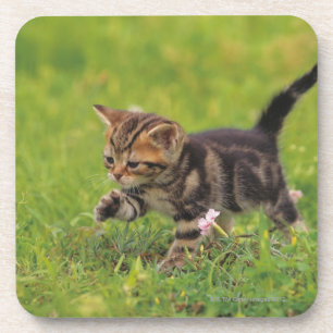 Kitten exploring lawn coaster