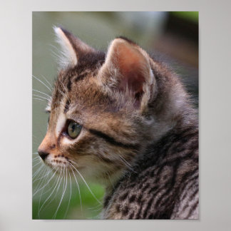 Kitten face, cute, cat, poster print