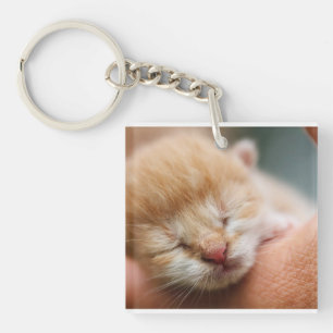 Kitten, Feline, Nature Key Ring