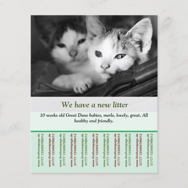 kitten for sale flyer templates (Front)