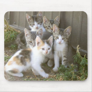 Kitten Friends Mousepad