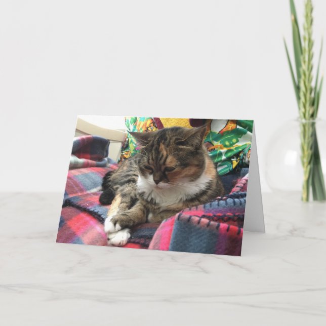 kitten get well card #2 (Front)