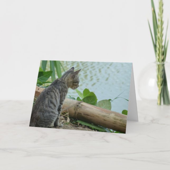 Kitten Greeting Card - Blank (Front)