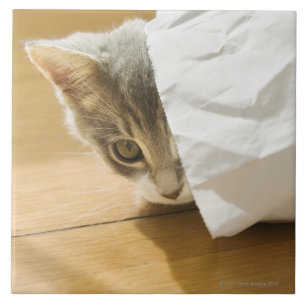 Kitten hiding in paper bag tile