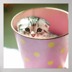 Kitten Hiding Poster