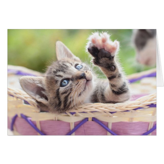 Kitten In A Basket (Front Horizontal)